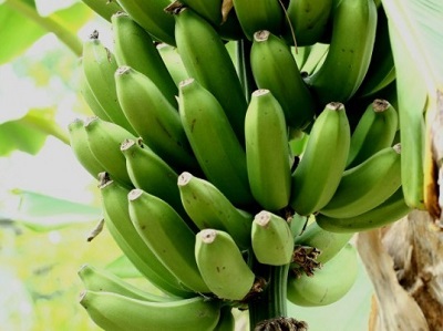 緑色のバナナ