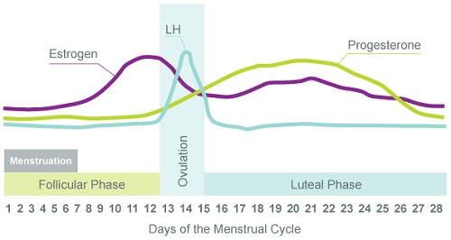 女性の生理周期に合わせたトレーニングや栄養摂取とは ホルモンの影響で最適なメニューは変化する