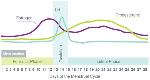 女性の28日周期 月経周期中のエストロゲンとプロゲステロン