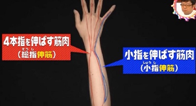 第22回 NHK「チコちゃんに叱られる！」小指ピーンの謎。小指だけにある小指伸筋