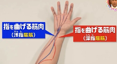 第22回 NHK「チコちゃんに叱られる！」小指ピーンの謎。指を曲げる屈筋
