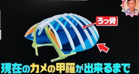 亀の甲羅の正体は“肋骨”ってどういうこと？第95回 NHK「チコちゃんに叱られる！」より
