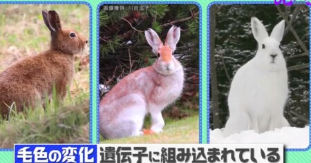 宝の持ち腐れ動物 第3位ユキウサギ NHK「チコちゃんに叱られる！」
