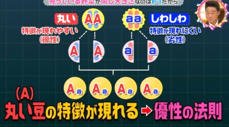 なぜ売っている野菜は同じ大きさ カギはメンデルの法則 チコちゃんに叱られる