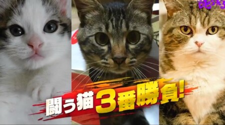 豊原アナ実況「何かと闘う猫 3番勝負」特集「チコちゃんに叱られる！」