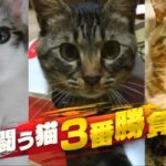 豊原アナ実況「何かと闘う猫 3番勝負」特集「チコちゃんに叱られる！」
