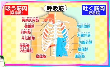 今でしょ講座 秋野暢子の10カウント呼吸法で呼吸筋ストレッチのやり方 主な呼吸筋リスト
