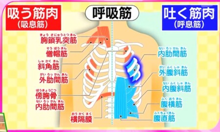 今でしょ講座 秋野暢子の10カウント呼吸法で呼吸筋ストレッチのやり方 体幹の呼吸筋