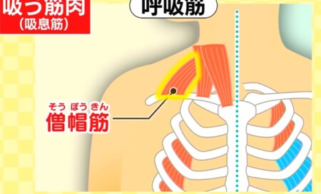 今でしょ講座 秋野暢子の10カウント呼吸法で呼吸筋ストレッチのやり方 背中・肩の呼吸筋
