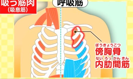 今でしょ講座 秋野暢子の10カウント呼吸法で呼吸筋ストレッチのやり方 胸の呼吸筋