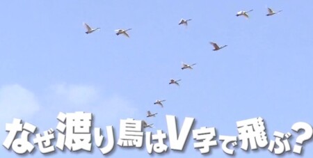 なぜ渡り鳥はv字型編隊飛行をする 理由は休まず飛び続けるフォーメーション チコちゃんに叱られる