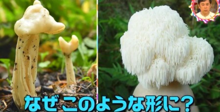 キノコに傘があるのはなぜ?キノコ型になる意味は?チコちゃんに叱られる