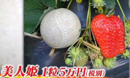 ザワつく金曜日 紹介されたお取り寄せ最高級イチゴ3種類 1粒5万円の超高級品種は