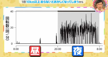 ハムスターがずっと回し車を走るのはなぜ チコちゃんに叱られる