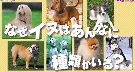 犬の種類はなぜ数が多い 犬種が豊富な2つの理由は チコちゃんに叱られる