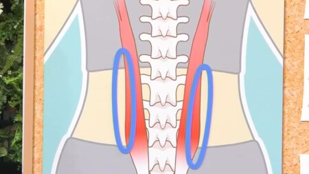 NHKあさイチ 腰のファシアの位置 2段階のファシアケアで腰痛・膝の痛み改善の詳しいやり方、新常識は？