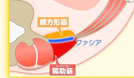 NHKあさイチ 腰肋筋と腰方形筋の間のファシア 2段階のファシアケアで腰痛・膝の痛み改善の詳しいやり方、新常識は？