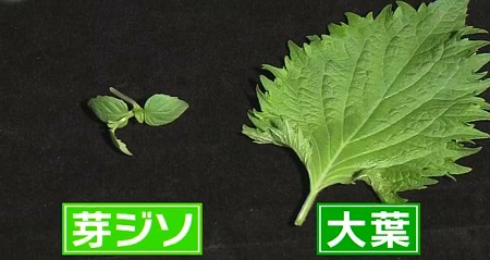 日本人のおなまえ しそが大葉になったのはなぜ 大きくないのに大葉の名前の理由