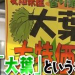 日本人のおなまえ しそが大葉になったのはなぜ？大きくないのに大葉の名前の理由