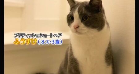 アメトーーク 21 猫メロメロ芸人の出演者 飼い猫一覧