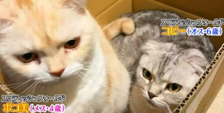 アメトーーク 21 猫メロメロ芸人の出演者 飼い猫一覧