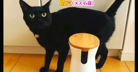 アメトーーク 猫メロメロ芸人の出演者＆飼い猫一覧 ミキ亜生 助六