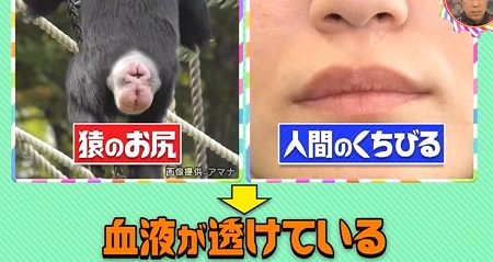 唇が赤いのはなぜ 答えは猿のお尻 チコちゃんに叱
