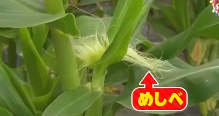 とうもろこしのヒゲって何の為 答えはめしべ チコちゃんに叱られる