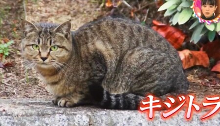 チコちゃんに叱られる 猫の模様はなぜ種類が多い 答えは人間のせい