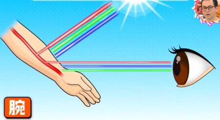 チコちゃんに叱られる 血は赤いのに血管が青く見えるのはなぜ 答えは目の錯覚でも実は灰色
