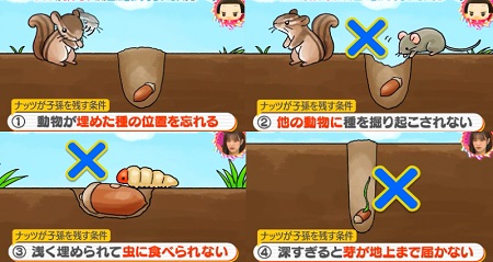 チコちゃんに叱られる ナッツはなぜ美味しい 答えは土に埋めてもらいたいから