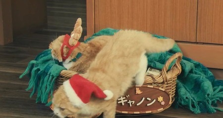 ドクターX 2021 第7シーズン 神原名医紹介所の飼い猫ベンケーシー＆ギャノン登場シーンまとめ 第10話 サンタギャノン