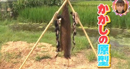 チコちゃんに叱られる 田んぼに立つ人形を案山子(かかし)と呼ぶのはなぜ?