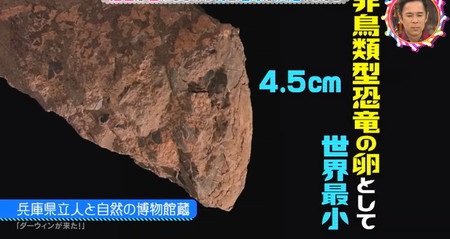 チコちゃんに叱られる 化石はなぜ石になる？世界最小の恐竜の卵の化石
