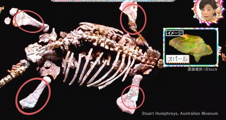 チコちゃんに叱られる 化石はなぜ石になる？珍しい化石 骨の一部がオパール