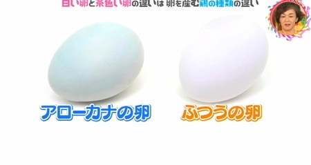 チコちゃんに叱られる 白い卵と茶色い卵の違いは？白い羽の体で青い卵を産むアローカナ