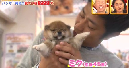 動物スクープ100連発 パンサー尾形インスタ登場の柴犬ミク 嫁や娘との家族成長記録