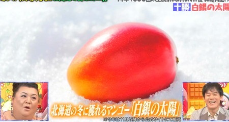 マツコの知らない世界 森崎博之が紹介した北海道冬野菜 マンゴー 白銀の太陽