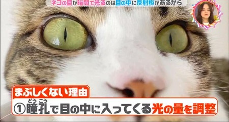 チコちゃん 猫の目が光るのはなぜ？昼間まぶしくないのは瞳孔のおかげ