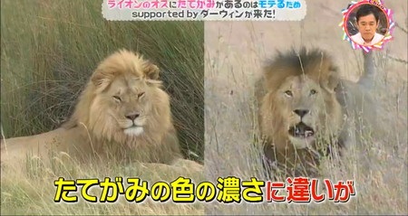 チコちゃん ライオンのたてがみがオスにあってメスに無いのはモテたいから