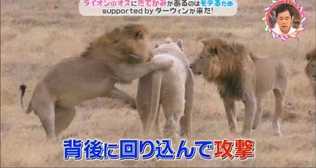 チコちゃん ライオンのたてがみ オスライオンは背後から攻撃