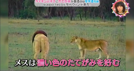 チコちゃん ライオンのたてがみ メスは濃い色のたてがみを好む