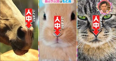 チコちゃん 鼻の下の溝は何のため 人中 上唇溝の名前通り もと鼻 でも役割ゼロ