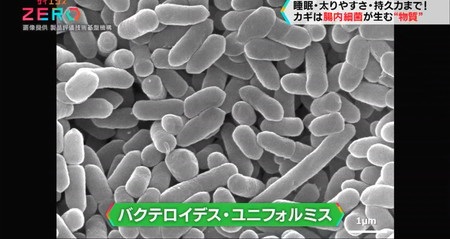 サイエンスZERO 腸内細菌と運動の関係 持久力に良い菌