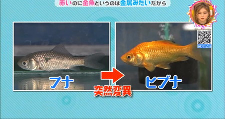 金魚はフナの突然変異ヒブナが祖先 チコちゃん