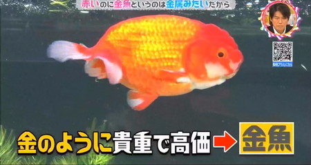 金魚は赤いのに名前が金魚なのはなぜ？金のように貴重で高価だから？チコちゃん