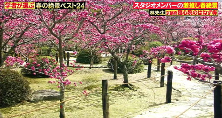 林修のニッポンドリル 春の絶景ランキング 京都 随心院 はねずの梅