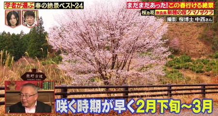 林修のニッポンドリル 春の絶景ランキング 熊野古道クマノザクラ