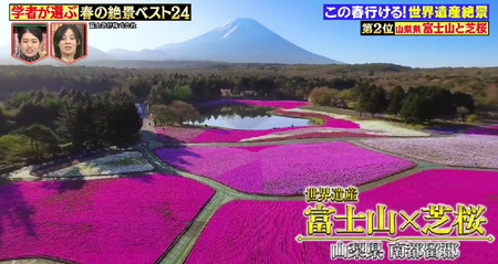 林修のニッポンドリル 春の絶景ランキング2位 富士山と芝桜