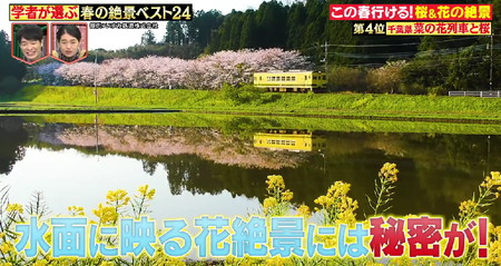 林修のニッポンドリル 春の絶景ランキング4位 千葉 菜の花列車